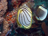 DSC_1535 Meyers koraalvlinder ; Scrawled butterflyfish ; Chaetodon meyeri
