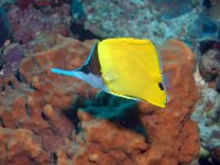 DSC_1590 gele pincetvis ; Long nose butterflyfish ; Forcipiger flavissimus