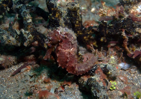 Lembeh