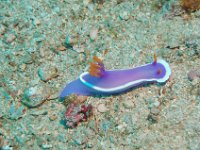 DSC_1157 naaktslak; sea slug; Hypselodoris bullockii