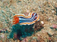 DSC_1162 Naaktslak; sea slug; Chromodoris magnifica