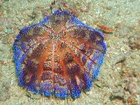 DSC_1189 Zeeegel; Pinhead Sea urchin; Asthenosoma varium