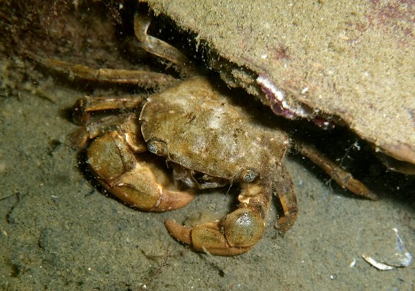 Grevelingenmeer